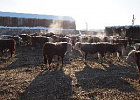 Минсельхоз России: производство на убой в живом весе специализированного мясного и помесного крупного рогатого скота во всех категориях хозяйств увеличилось на 65,8 тыс. тонн